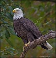 _1SB7995 american bald eagle